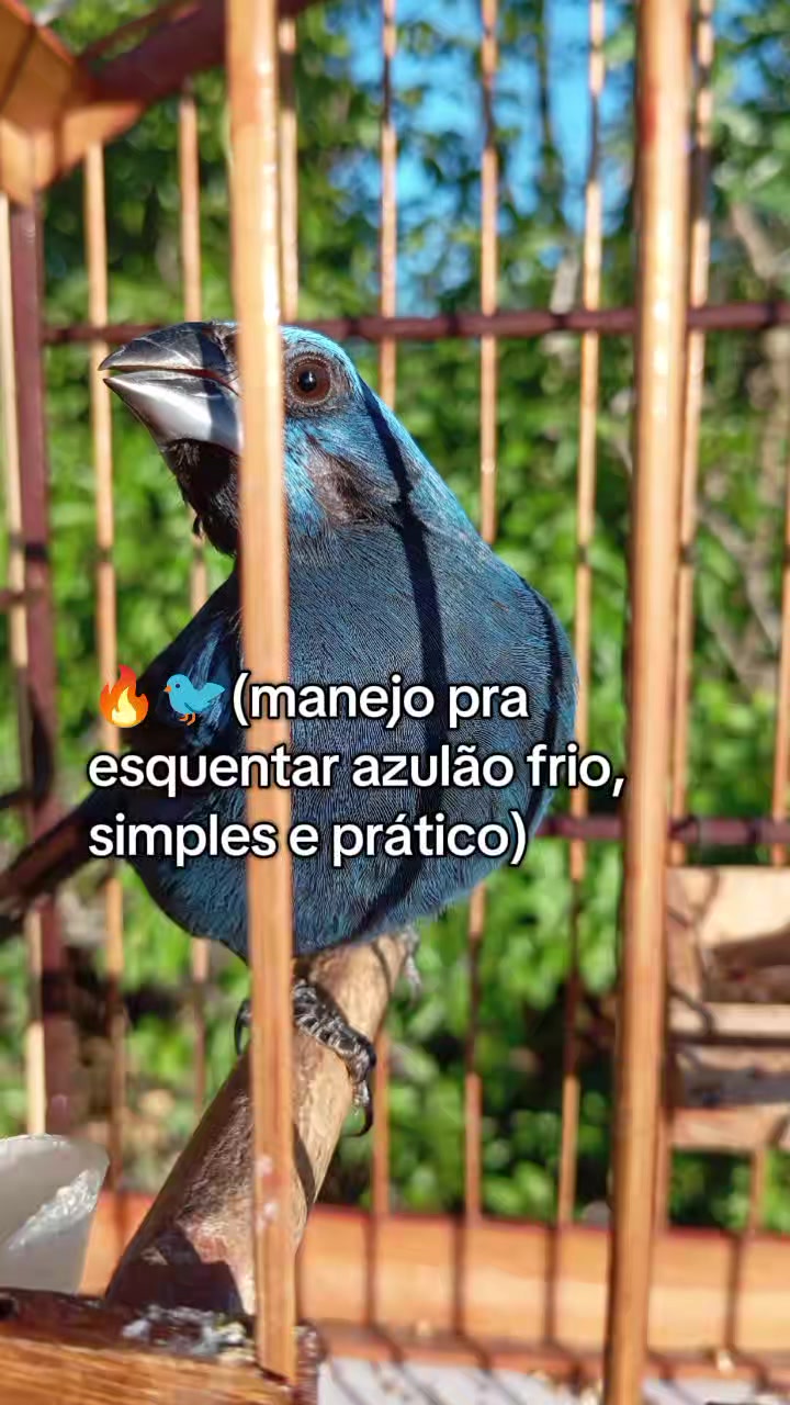 @JR_DO_AZULAOšµ