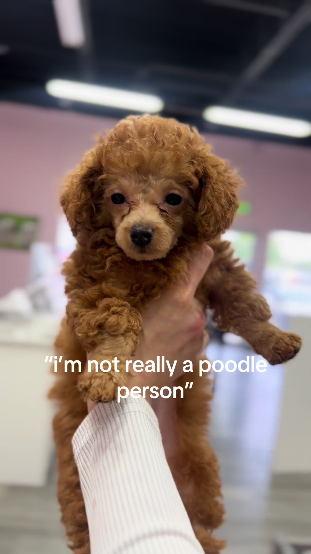 @Furry Babies