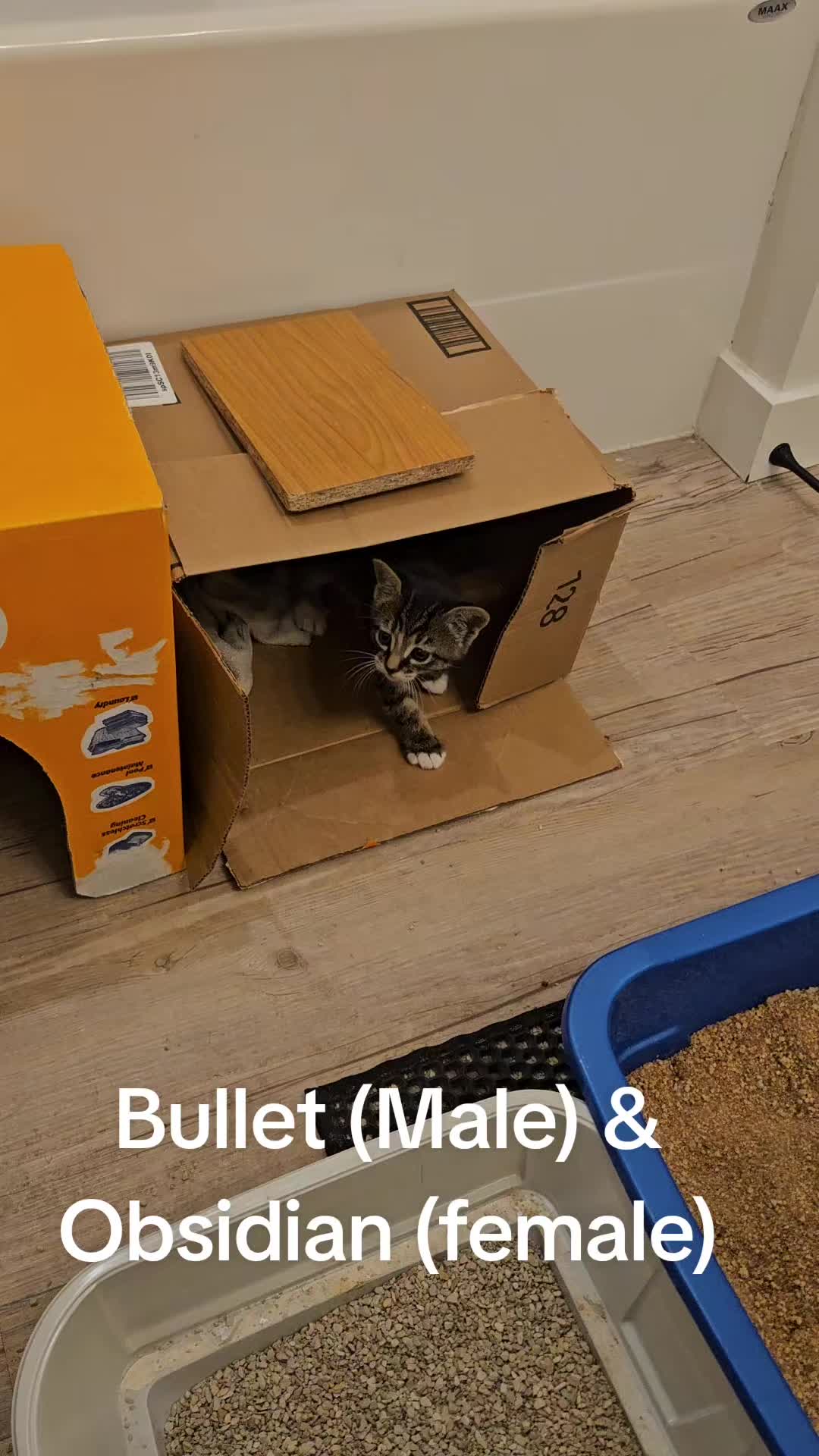 @dustinmatthews751
