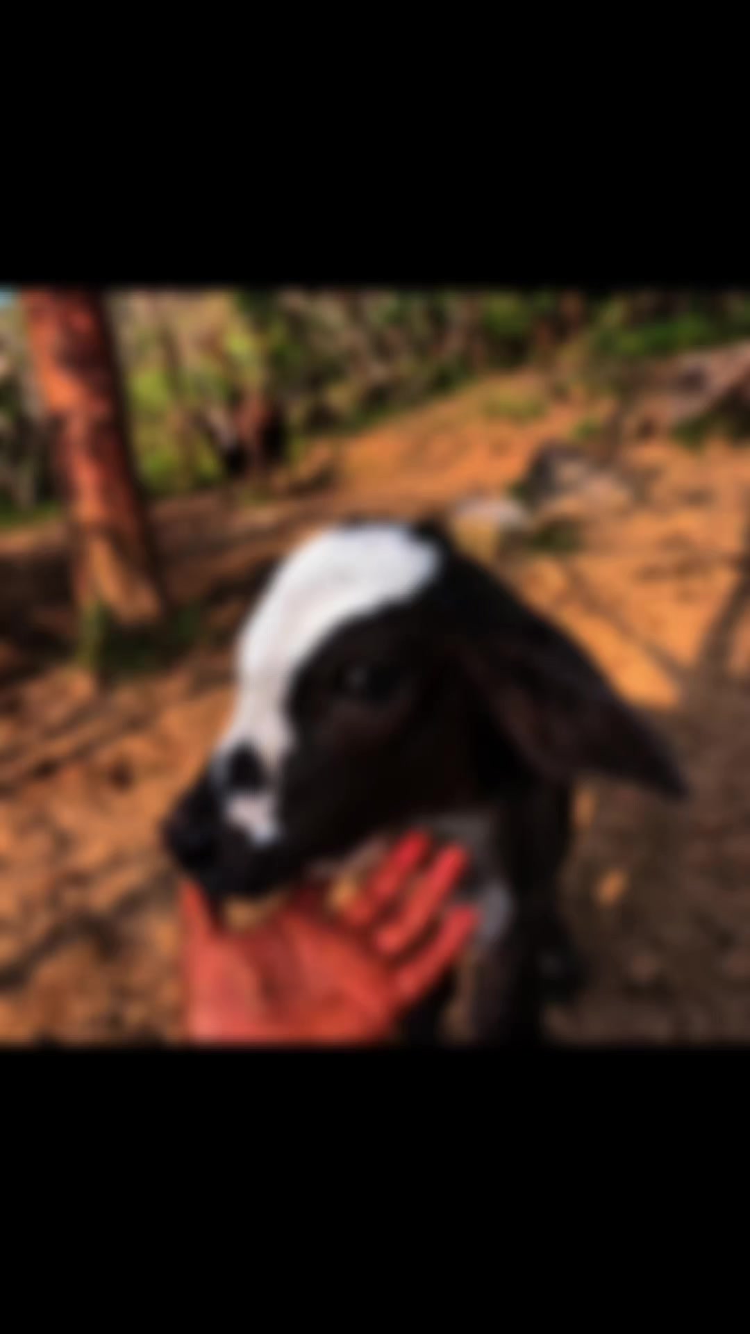 @Bandido De Amores 🥴