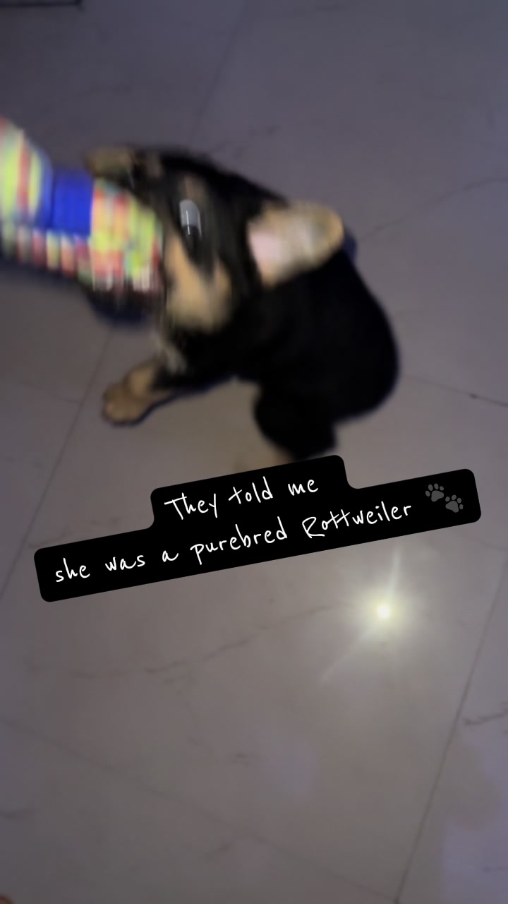 @Nala & Eshe 🦴🐶