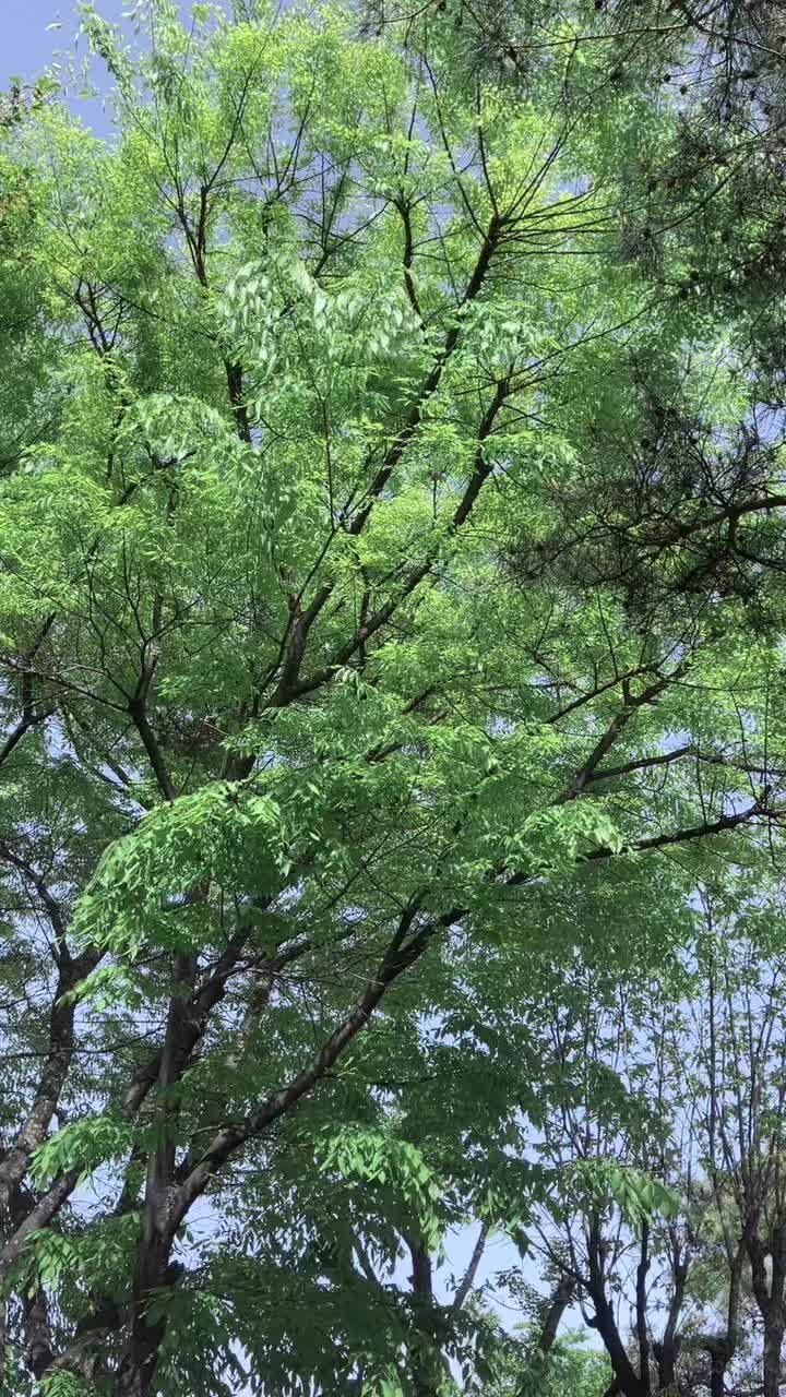 @Green._.tree01