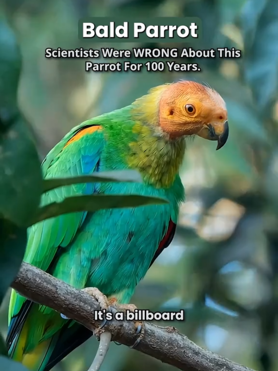 @thebirdlens