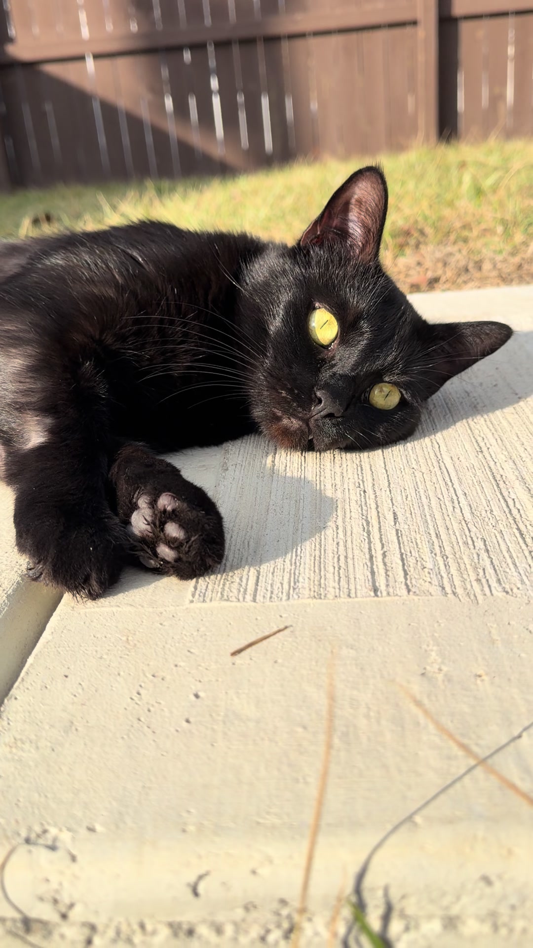 @Gary🐈&zwj;⬛&Luna🐈