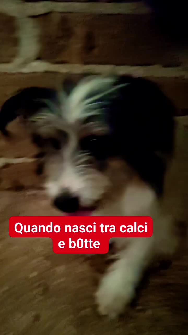 @cuore.animale