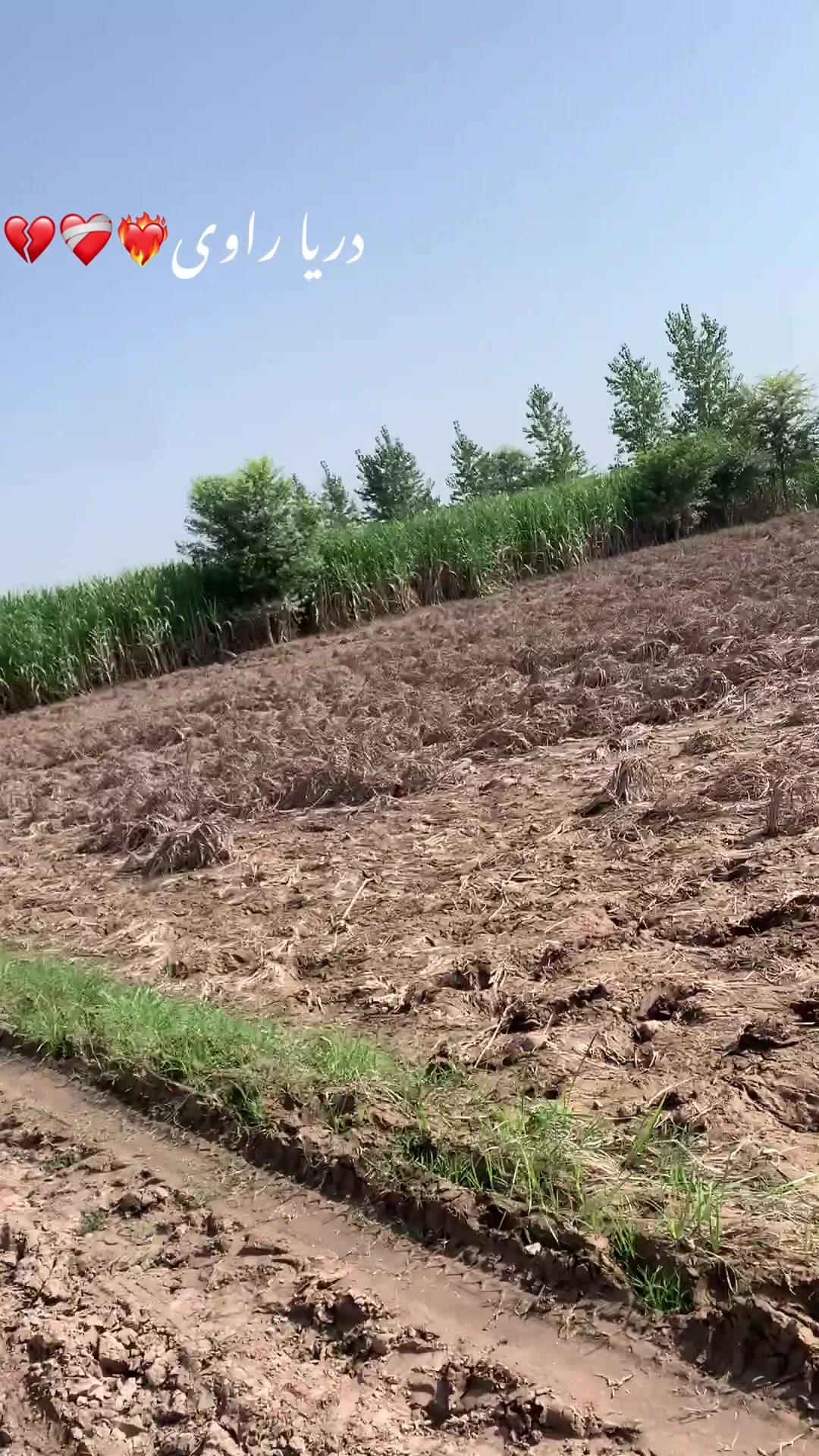 @میراپنجاب🌾🌞🌳