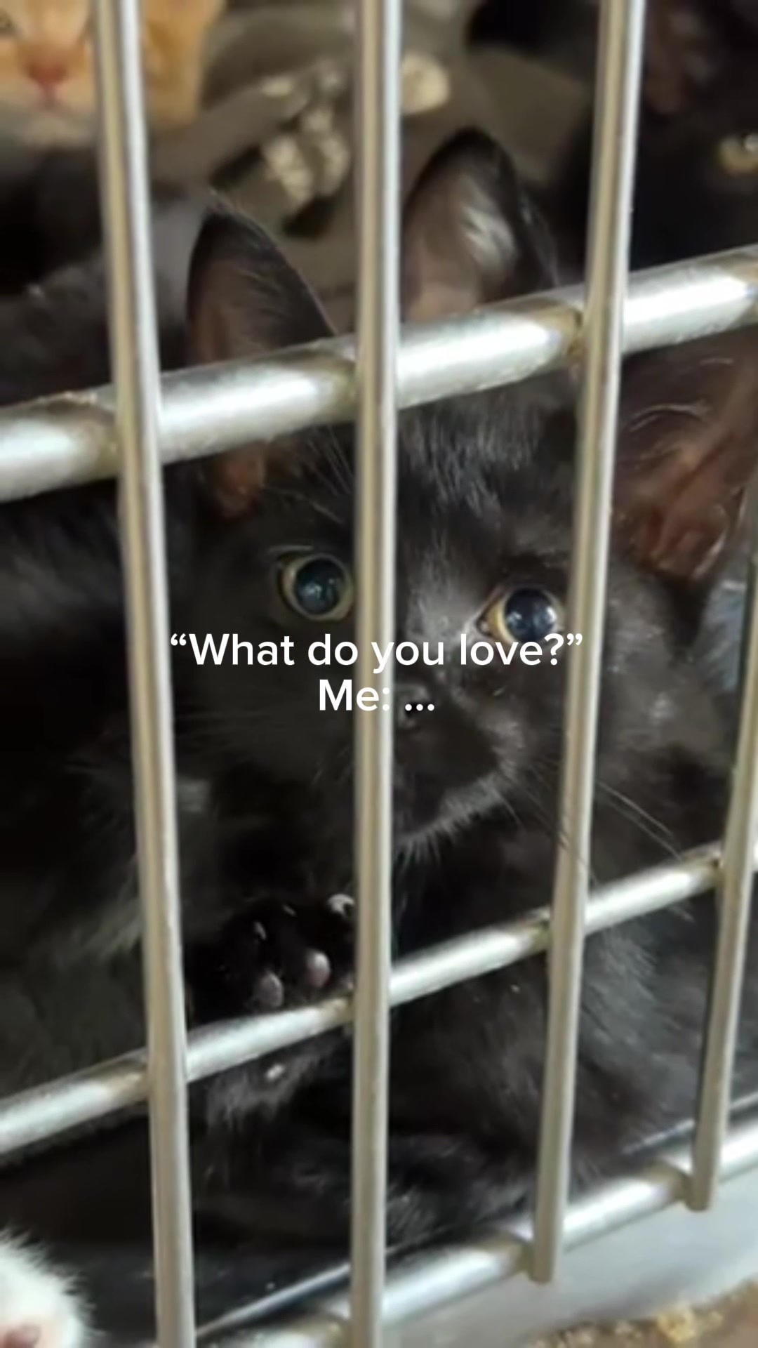 @Paws and Prayers