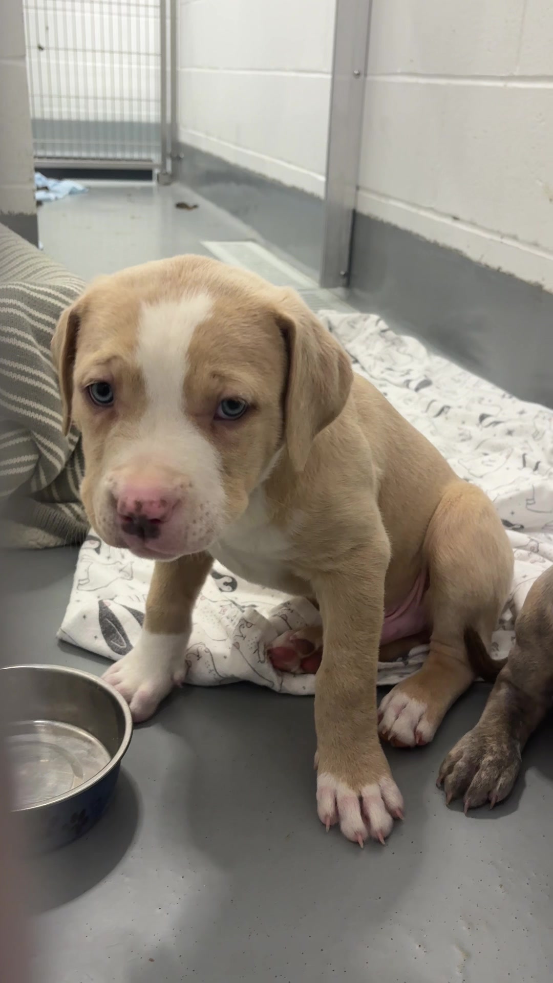 @Calgary Humane Society