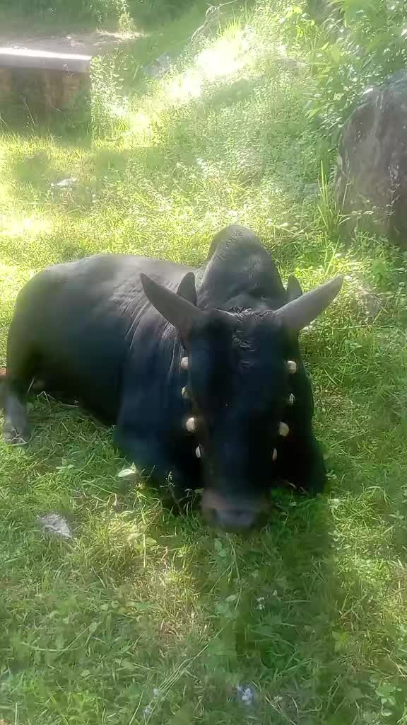 @Tanahun tiger