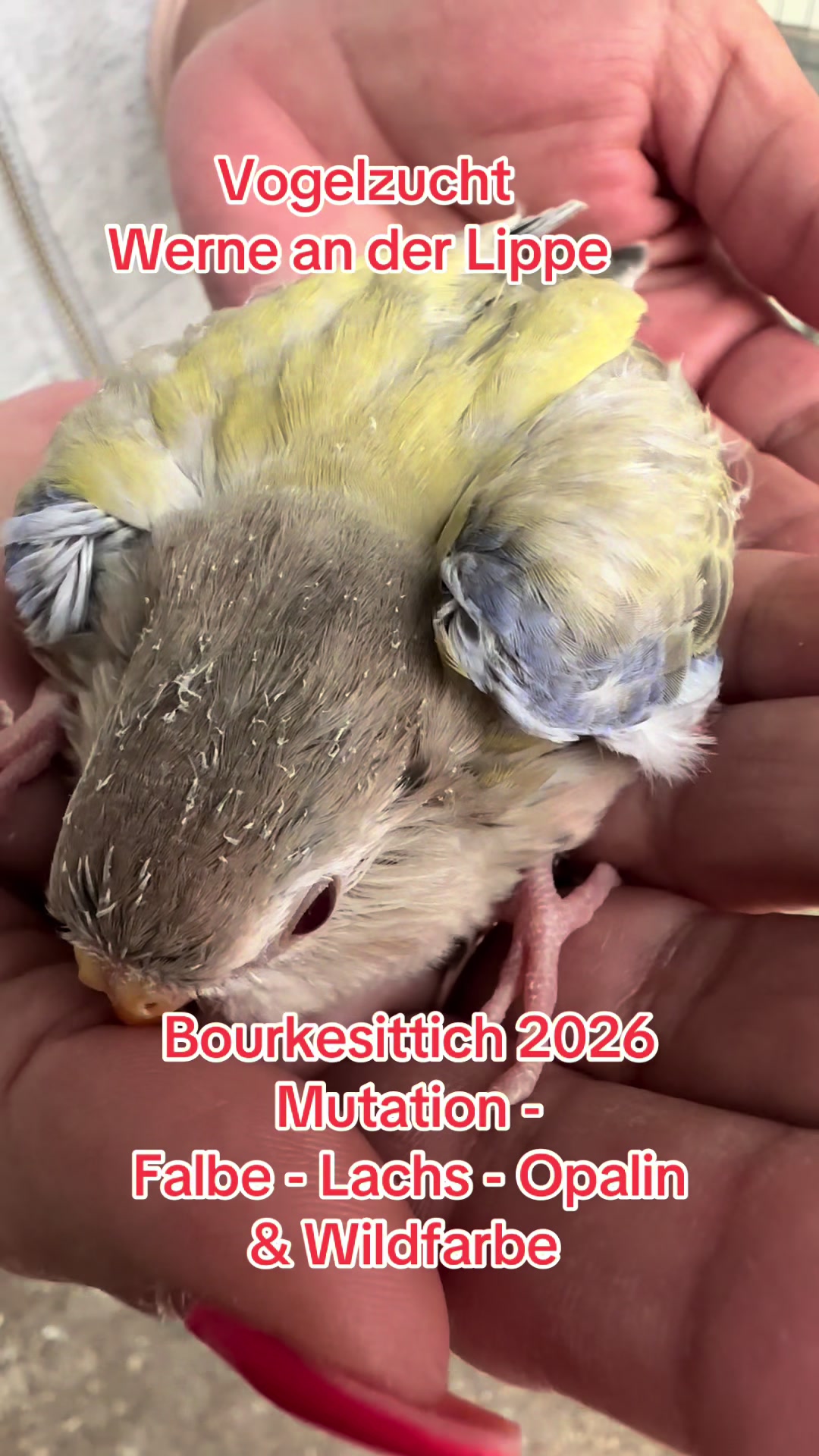 @Vogelzucht Werne an der Lippe