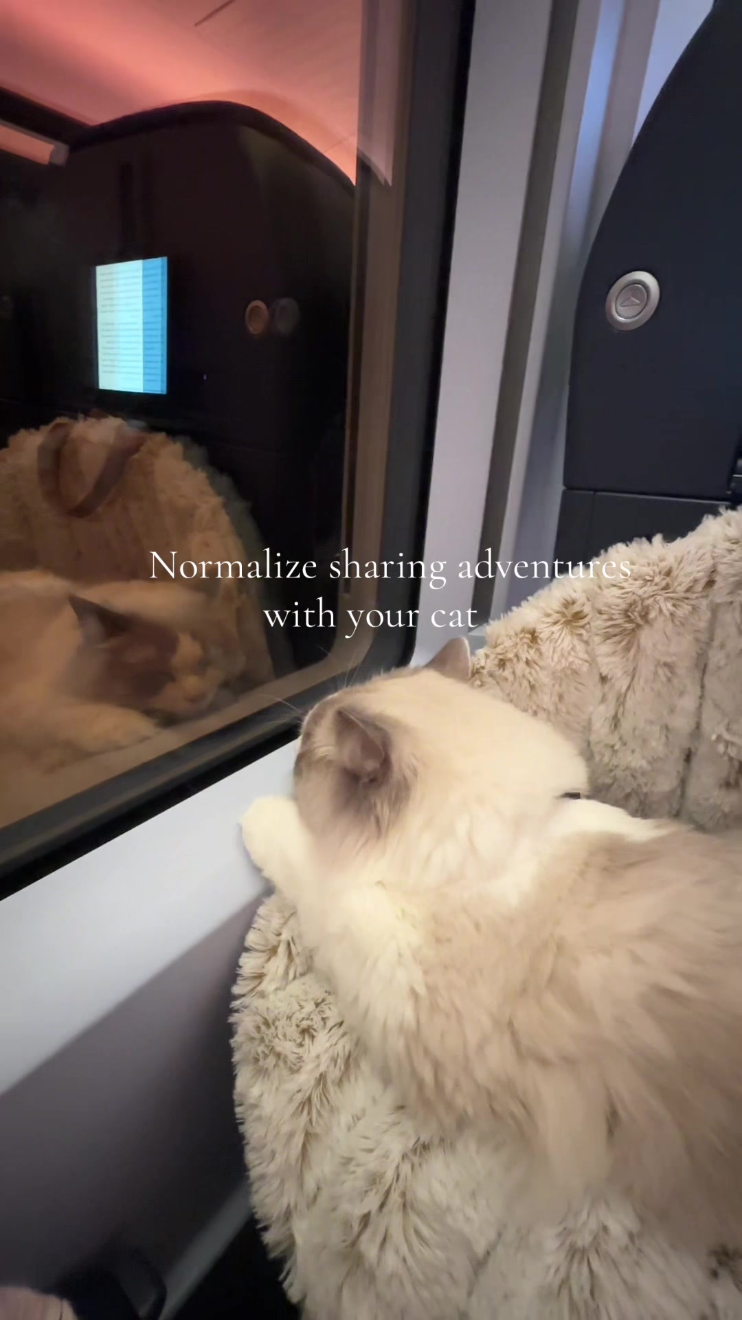@Sirius Ragdoll