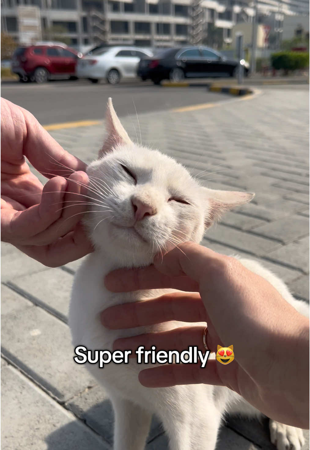 @ElkoyCats