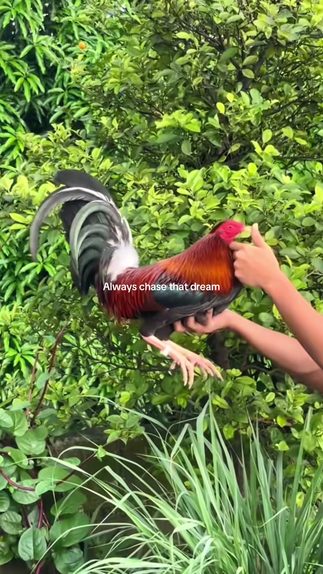 @K&C Farm