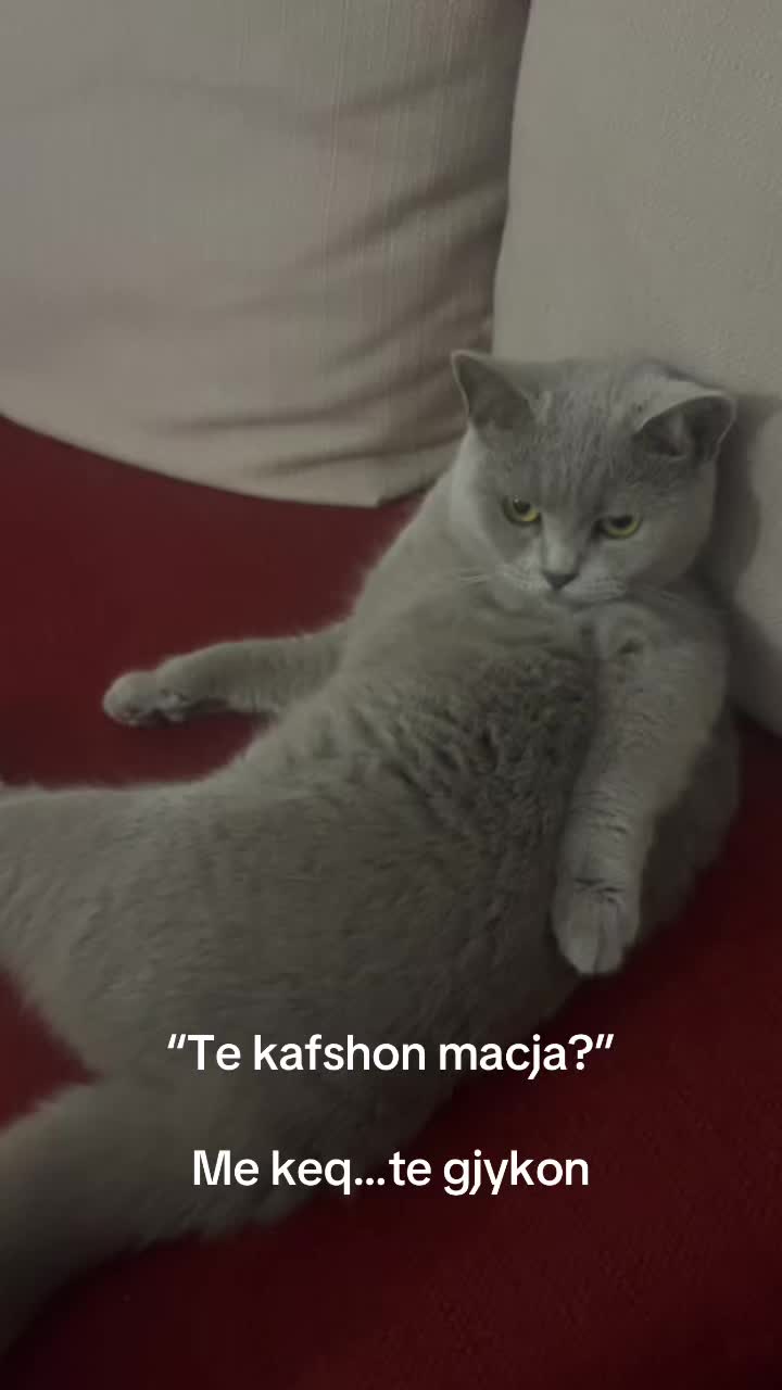 @matchaathecat