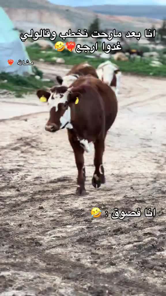 @الموالة اخالي الابقار