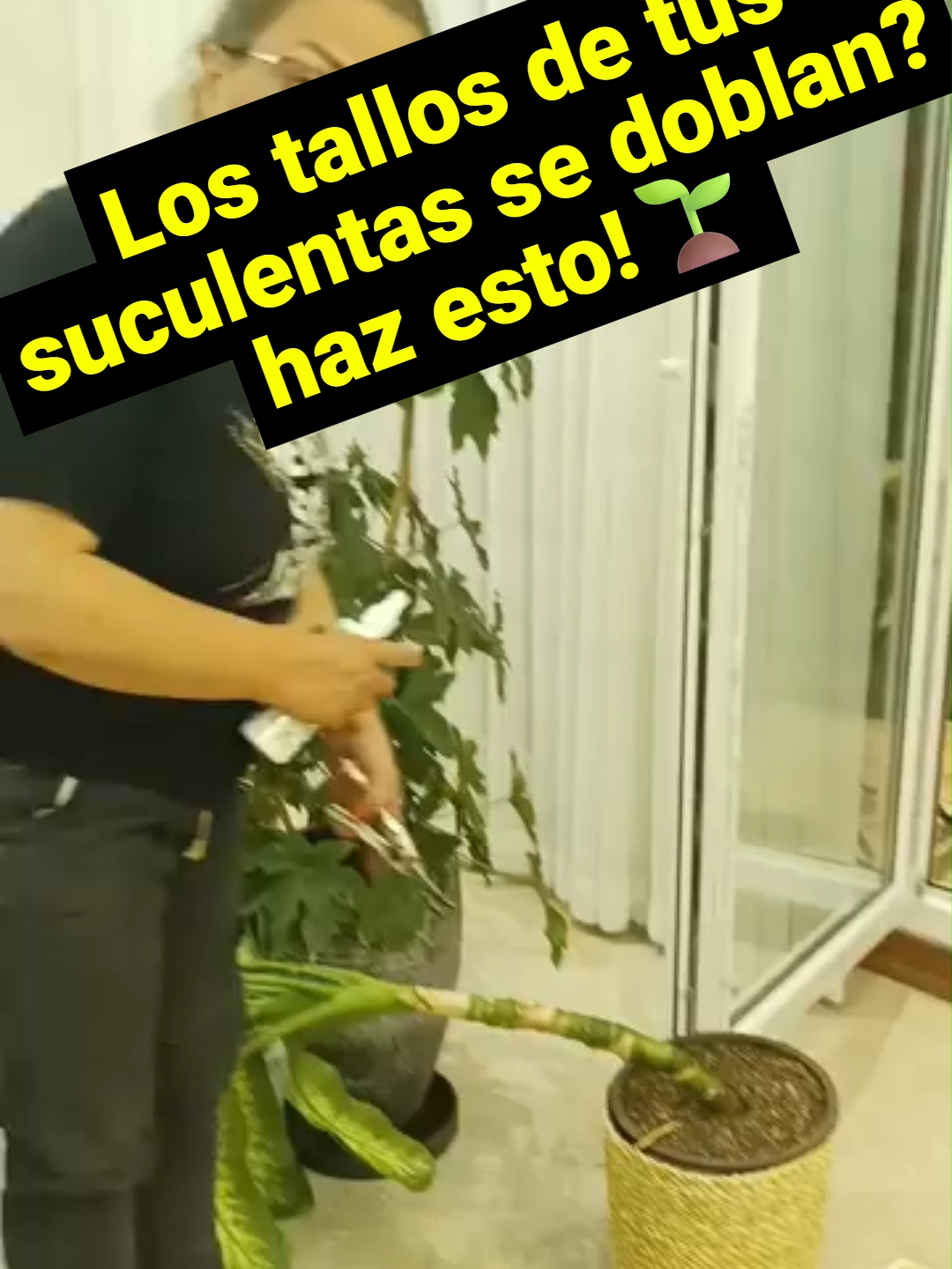 @🪴TODO VERDE🌿