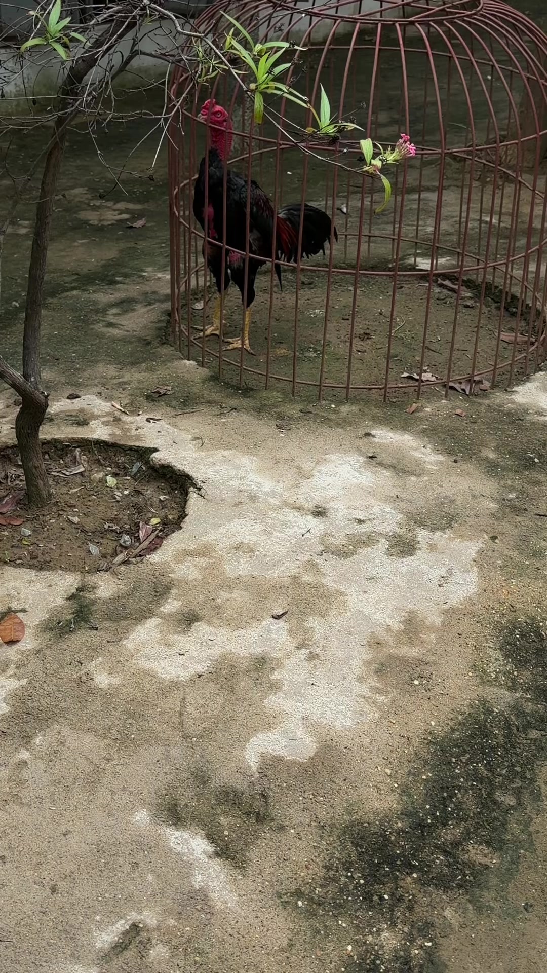 @Quốc khánh