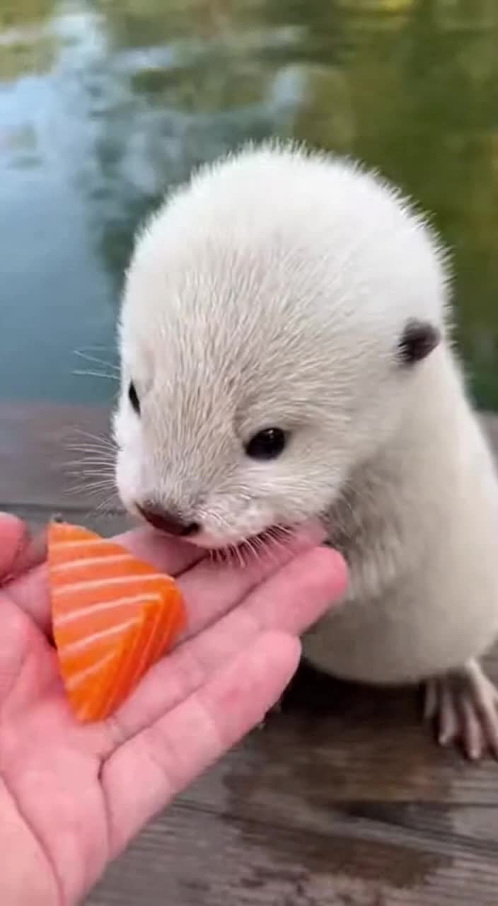 @baby_otters0
