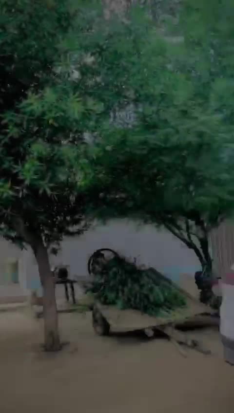 @Panjabi ❣️🩵