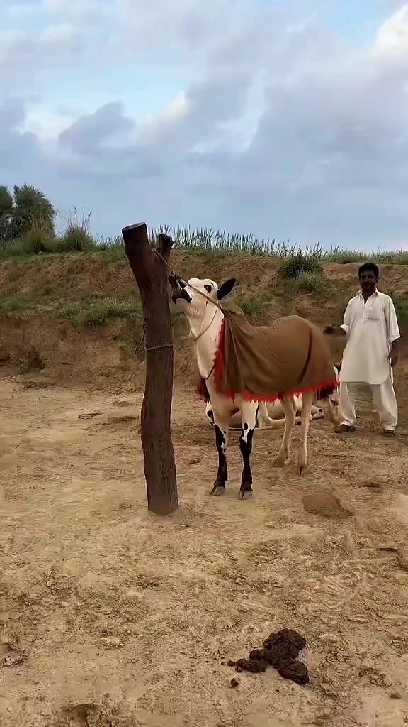 @UMAIR MUGHAL
