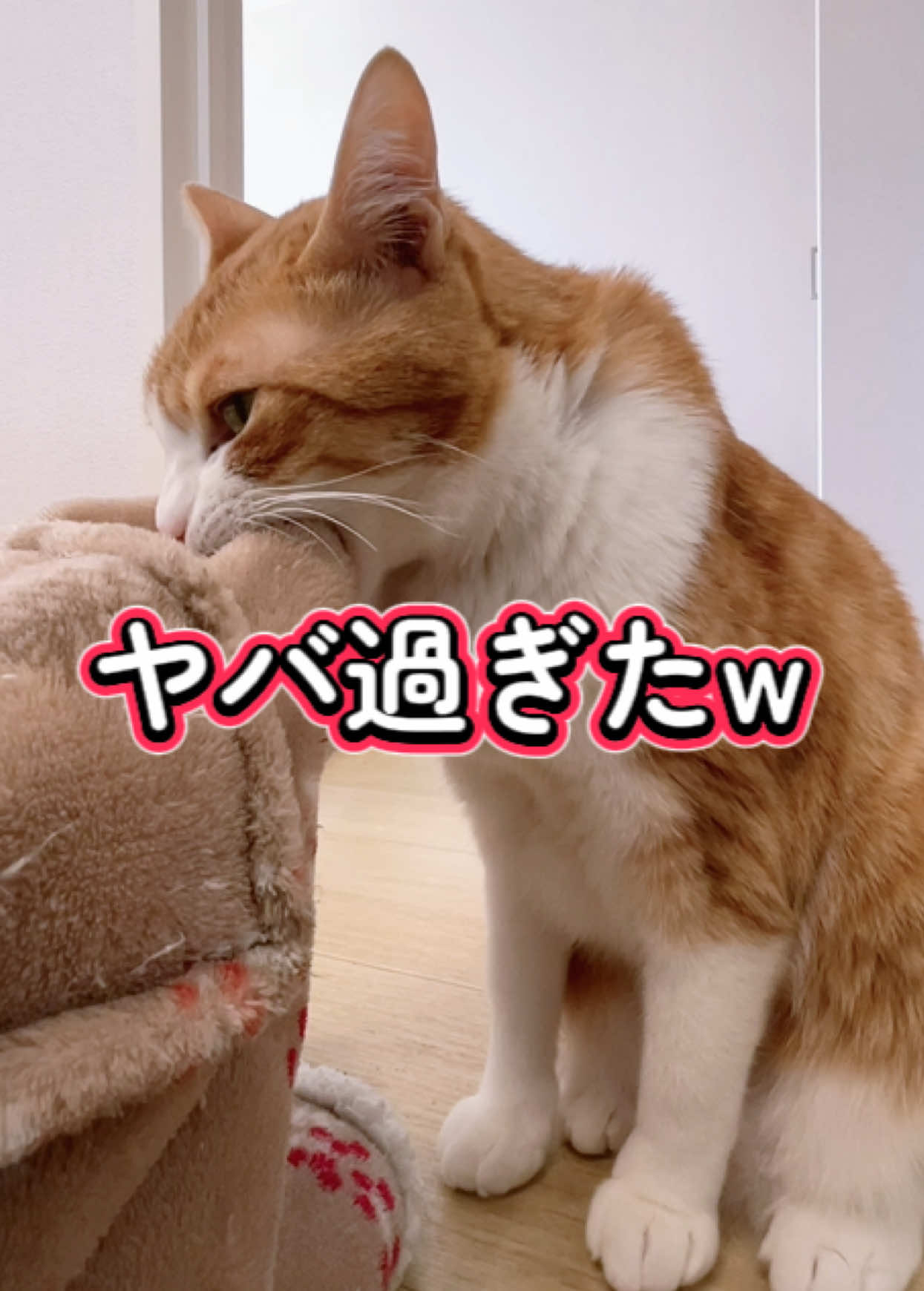 @みーこchannel