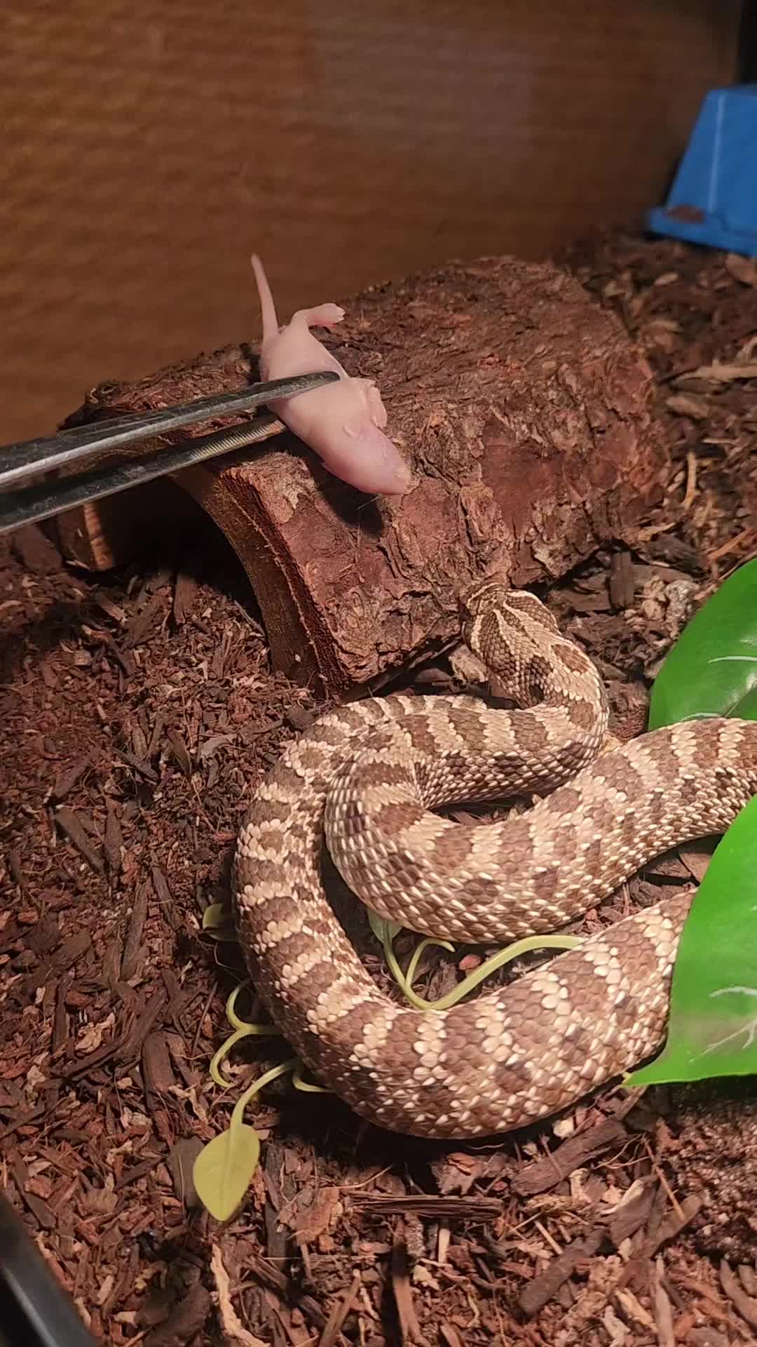 @Ballard&rsquo;s Reptiles