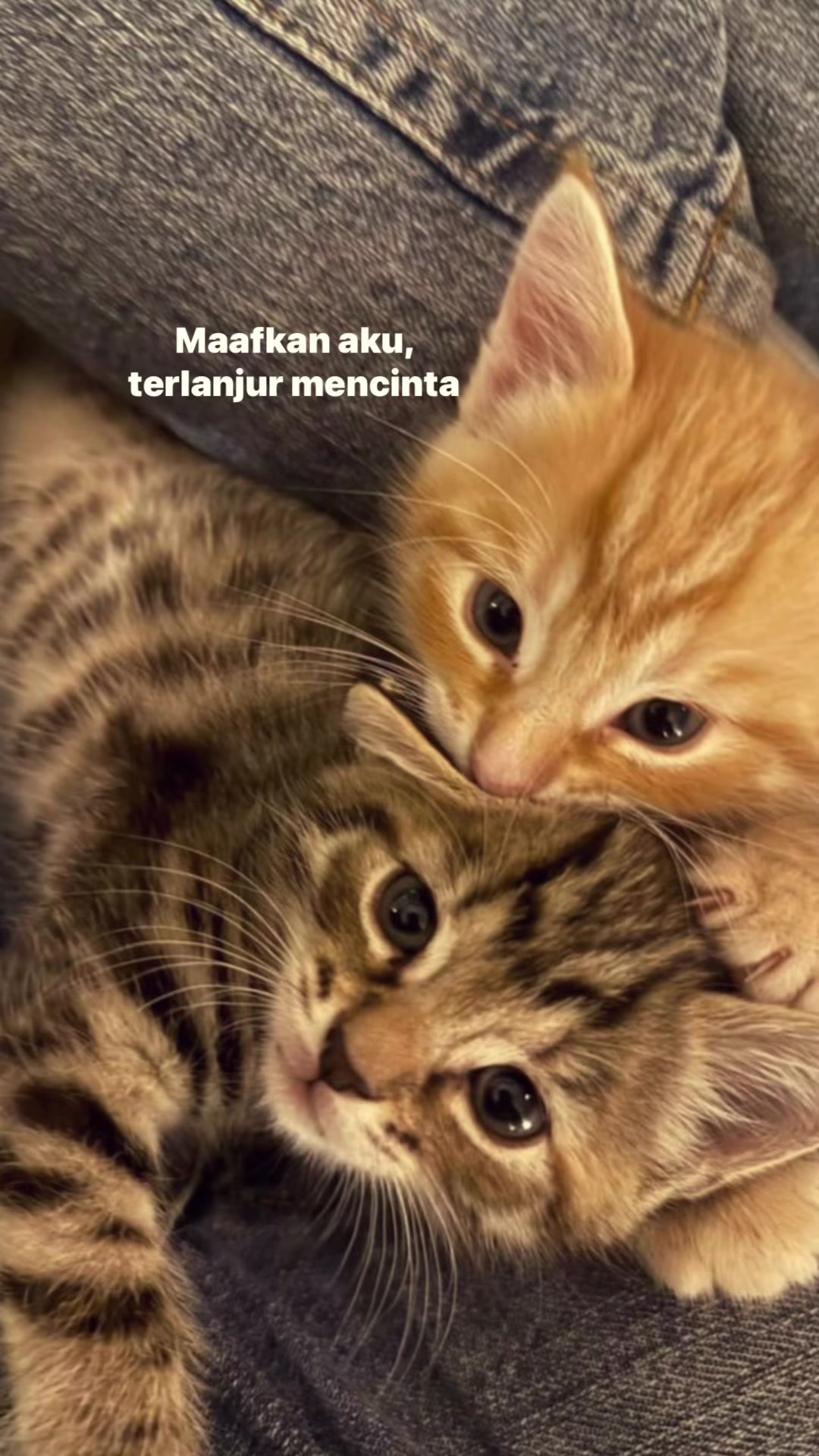 @^~^