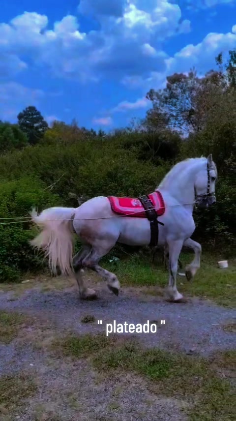 @🍀"GABINO"🍀