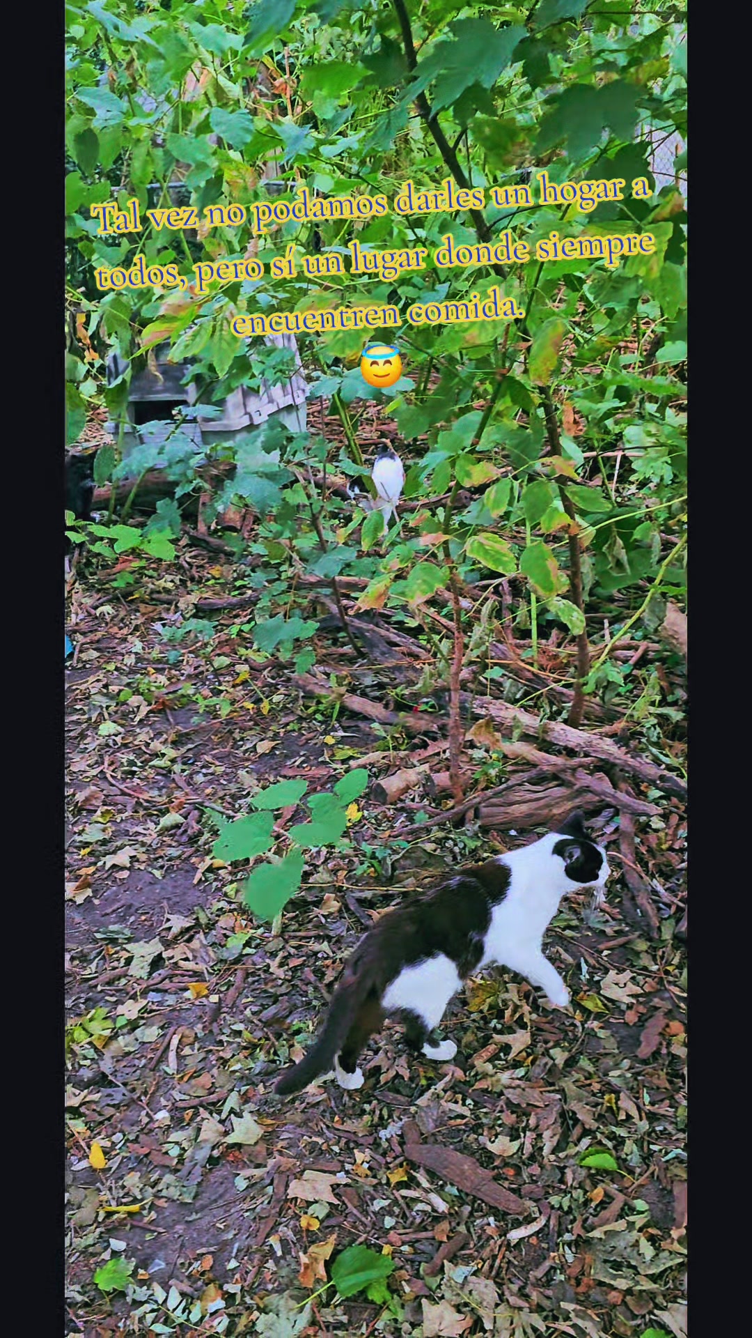 @🇲🇽Guli.Carrada 🐈⬛