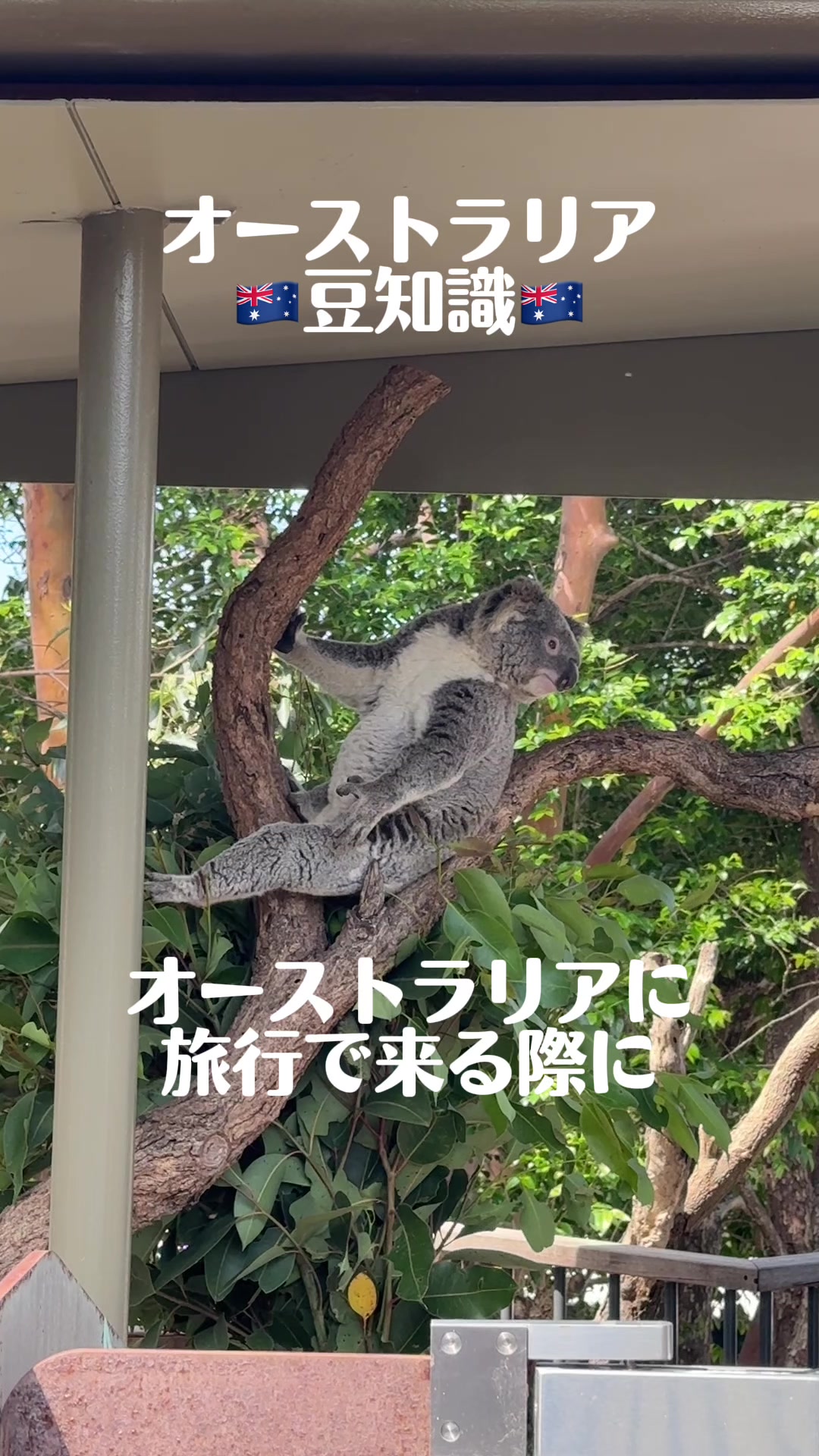 @シドニーでのあるある豆知識
