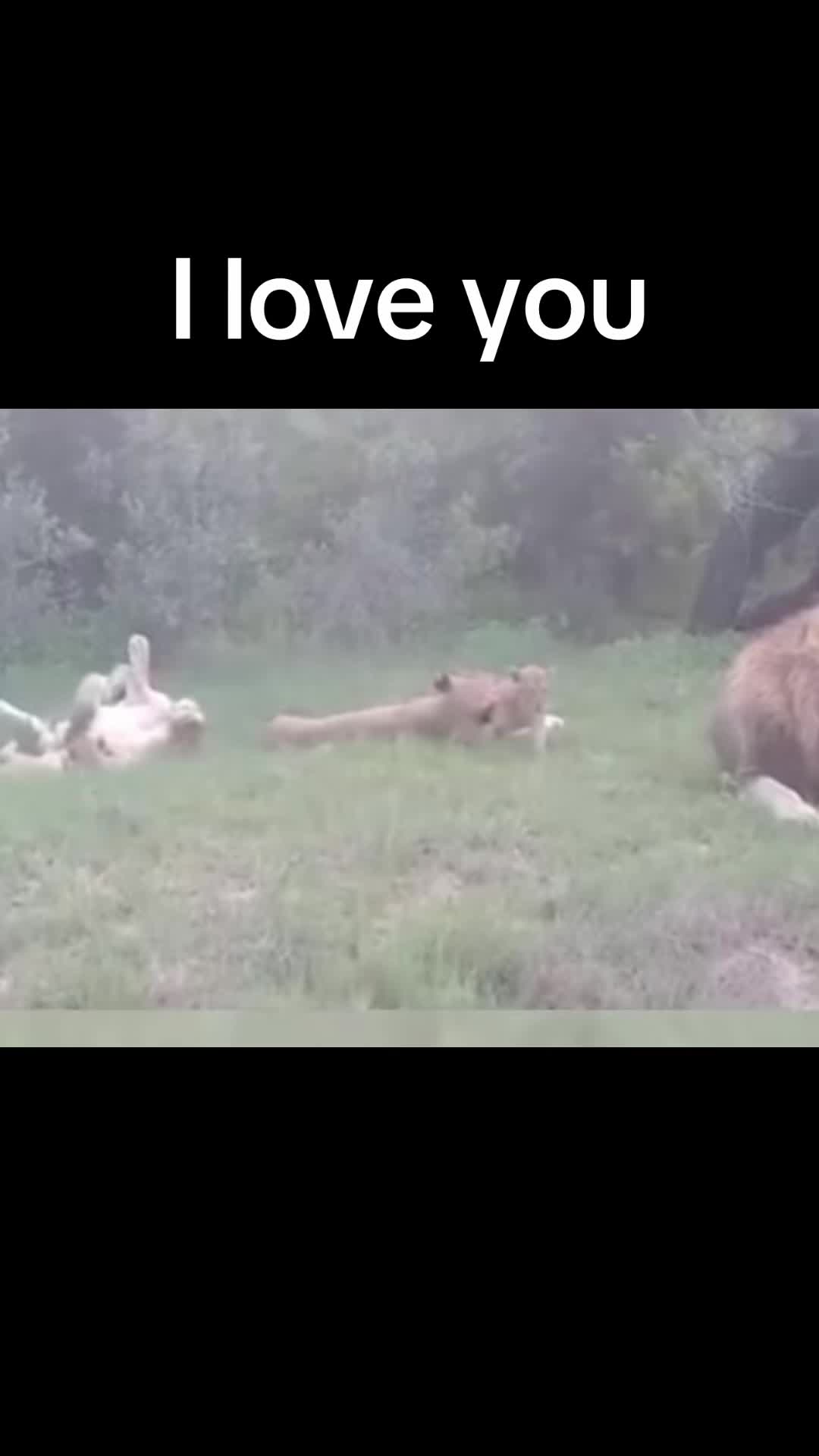 @jackocello