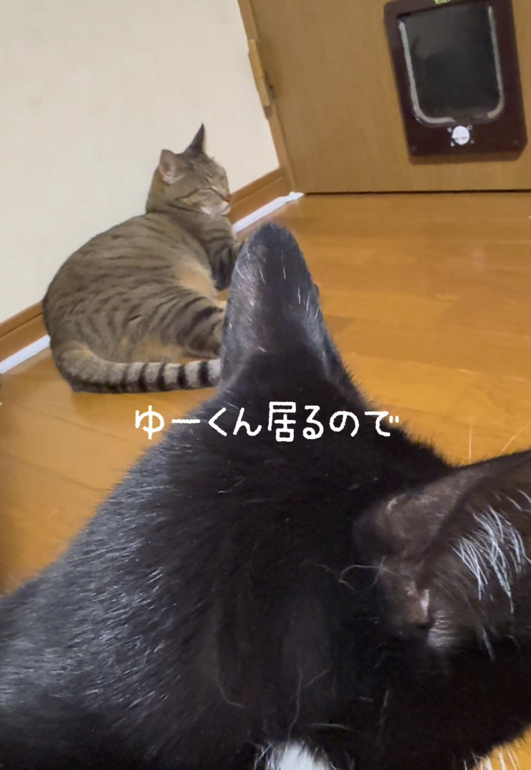 @ネコたまちゃんねる