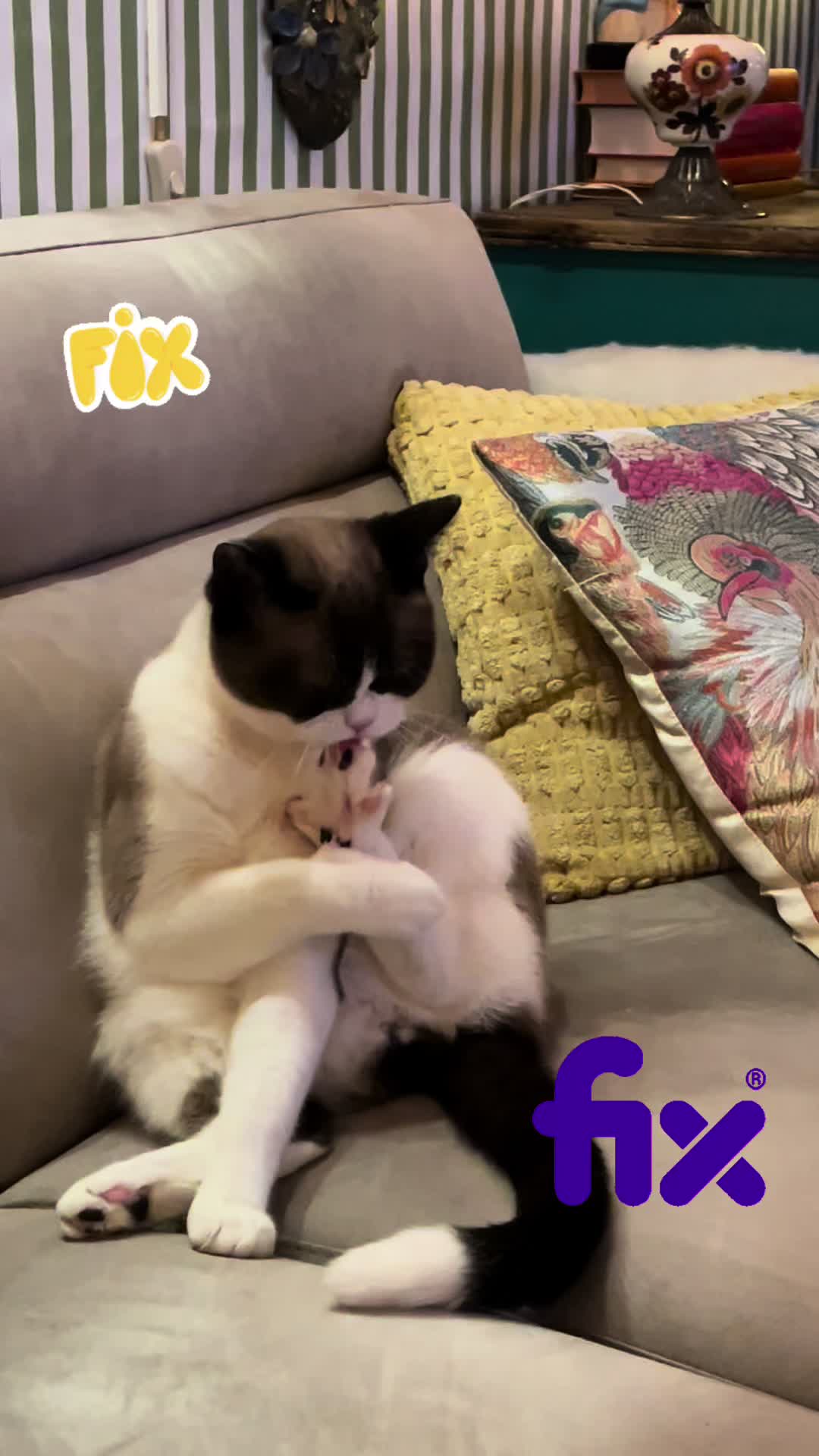 @grumpycattommyandfriends