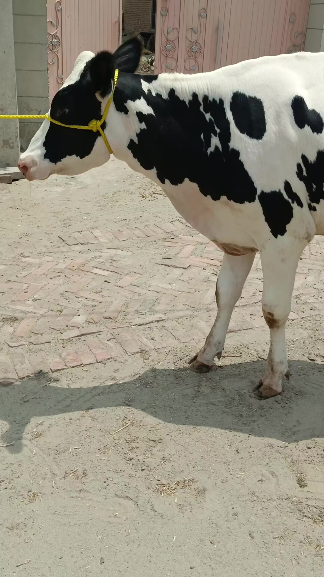 @Usmandairyfarmlayyah