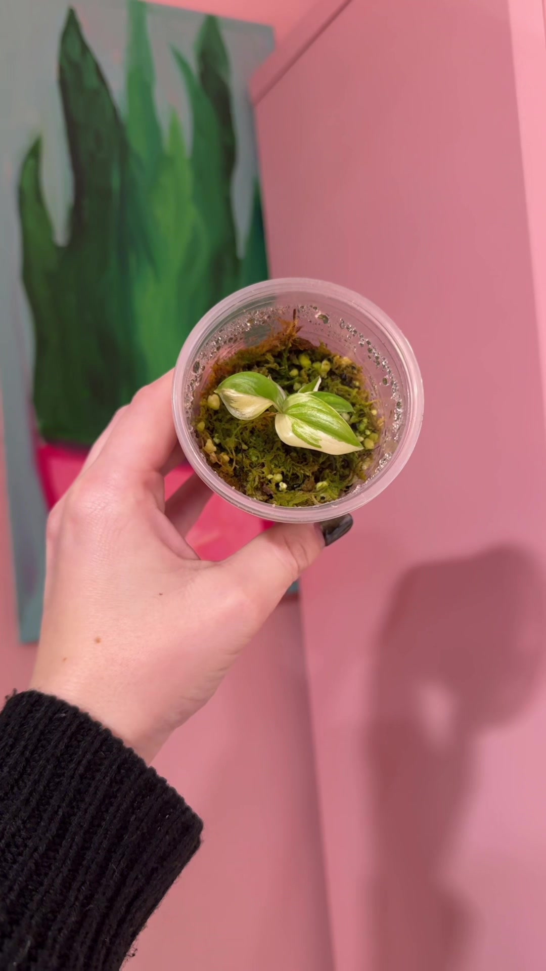 @midwestplantgal
