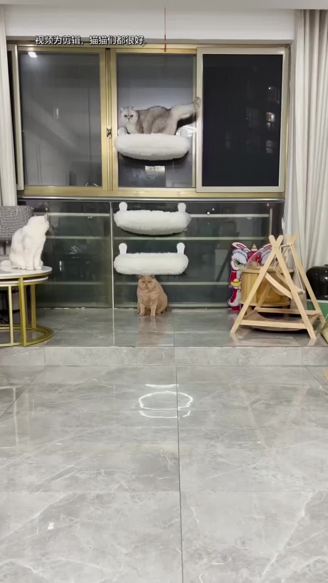 @🤣Cute Funny Pets🤣