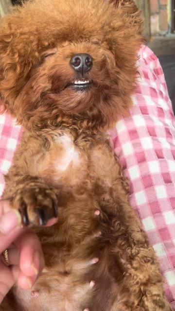 @Nị Đẹp Chó 🐶