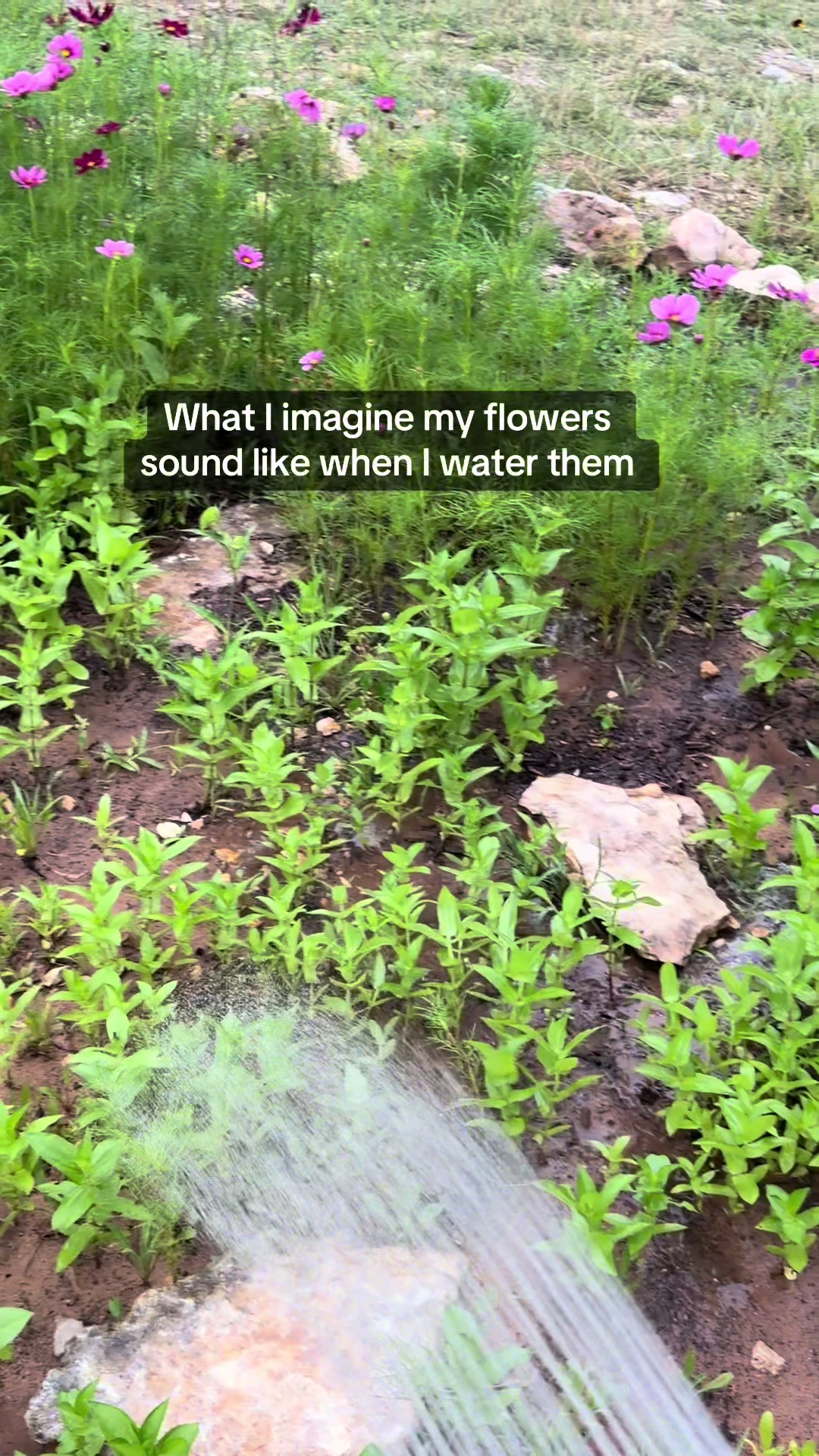 @Glasshouse TX Farmhouse Blooms