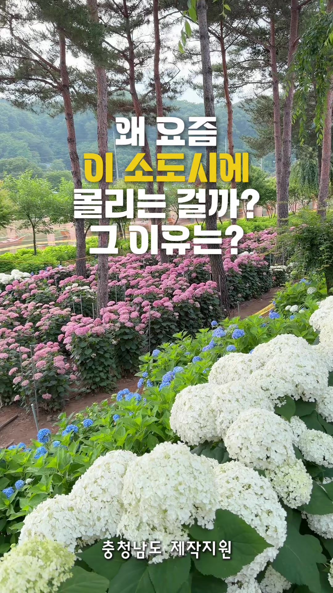 @킴보
