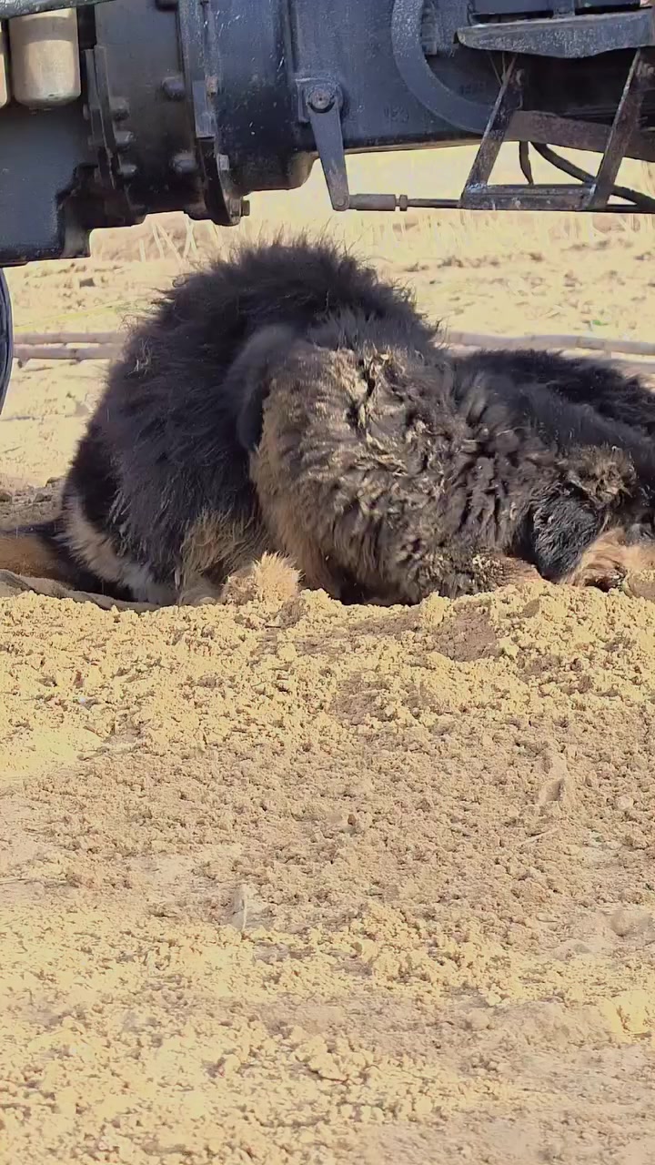 @Kashmiri_Bakrwal_Dog