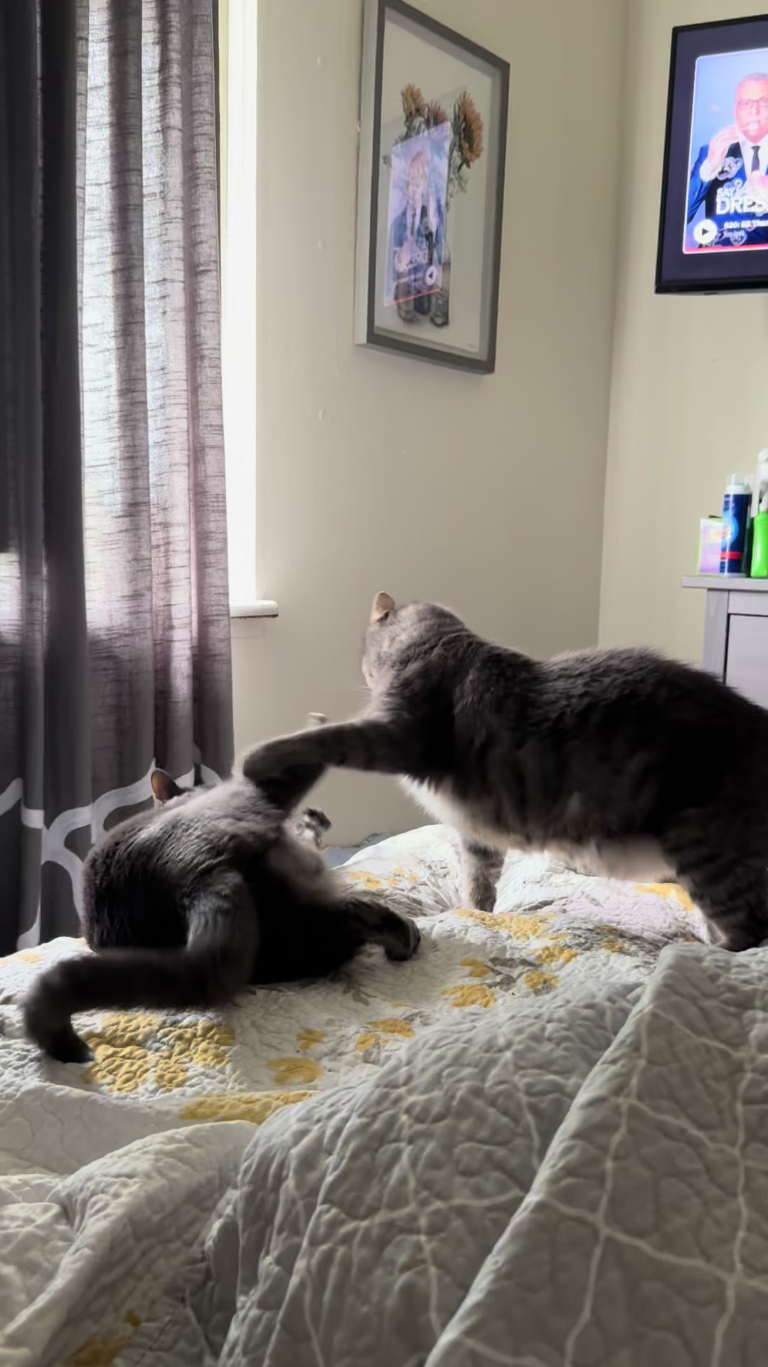 @my2blindcats