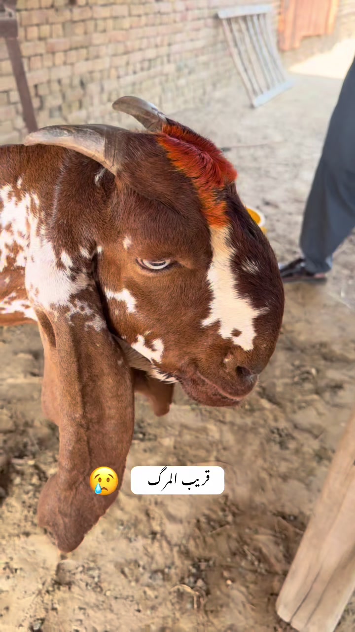 @Dr.Mohsin
