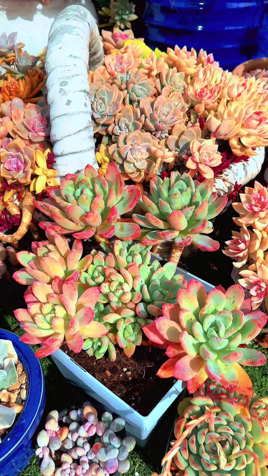 @euphoriablooms