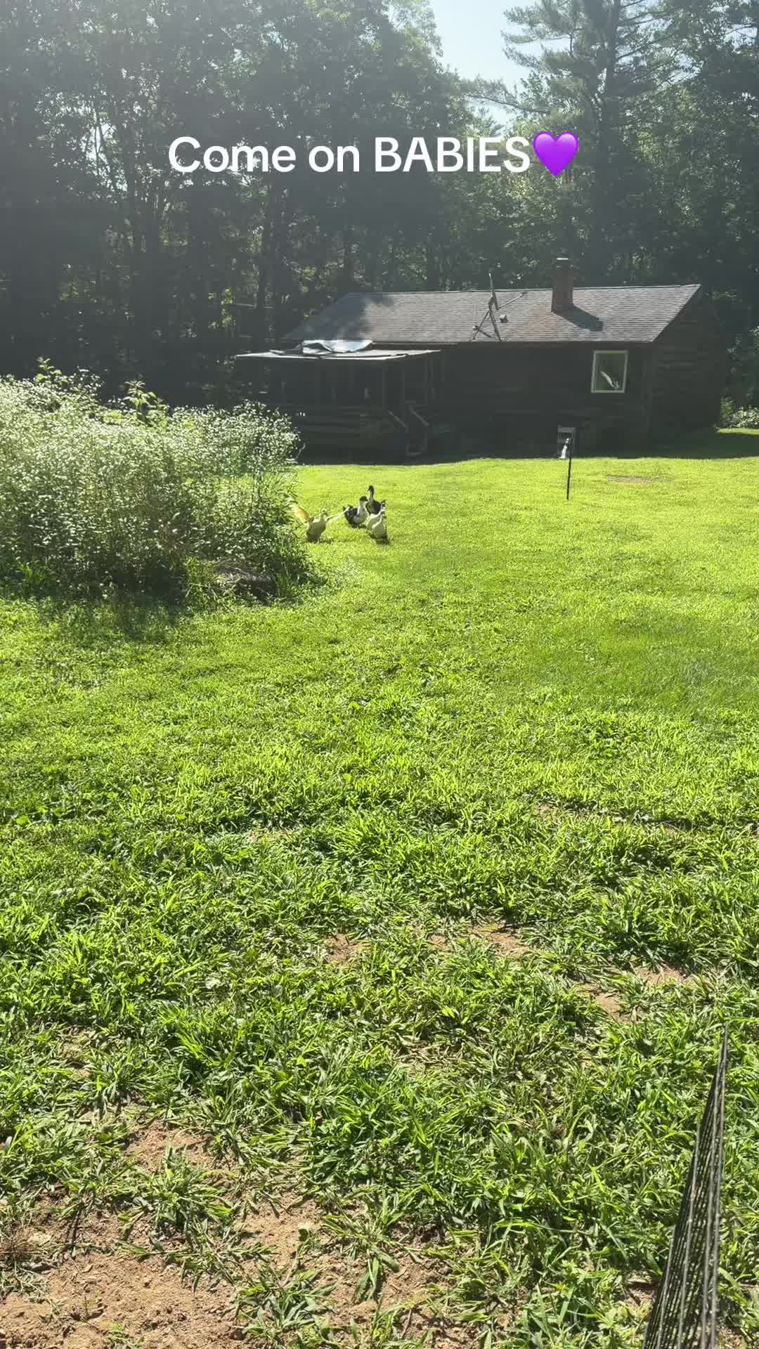 @Cluck and Waddle Farm Rescue