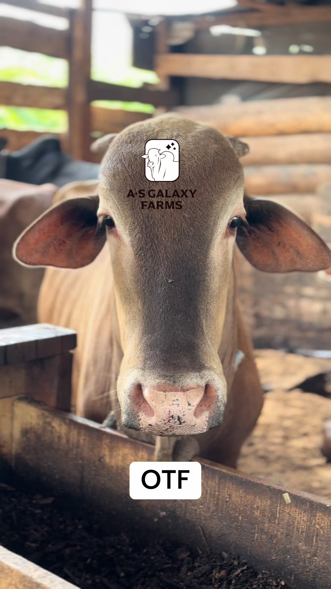 @Anwar Sadat-Galaxy 🐂🐃
