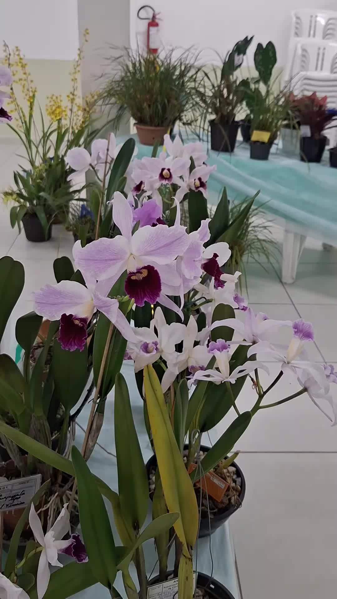 @Orquidário Fernando