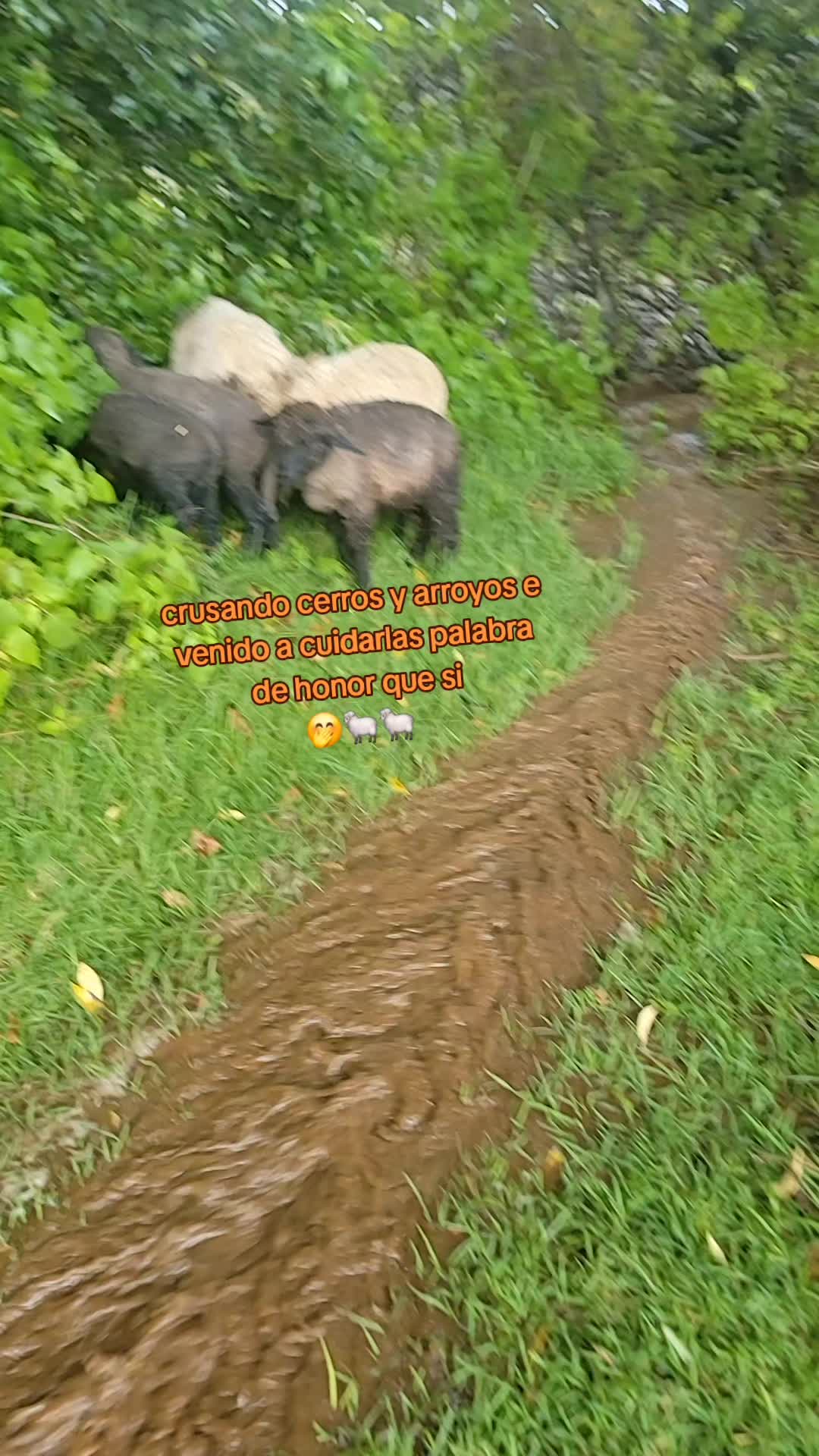 @E🤎V🍁G