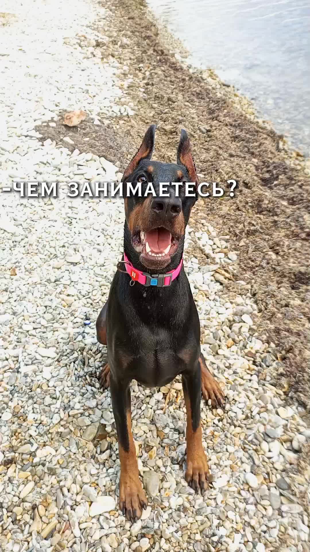 @• doberman King •