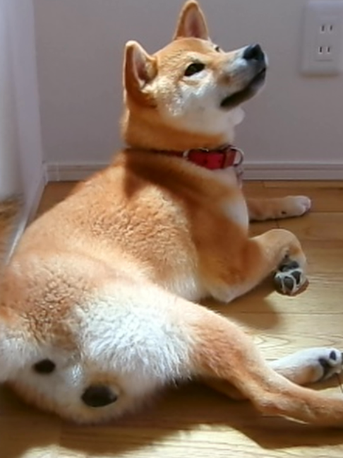 @柴犬座〜The Shiba Inu〜