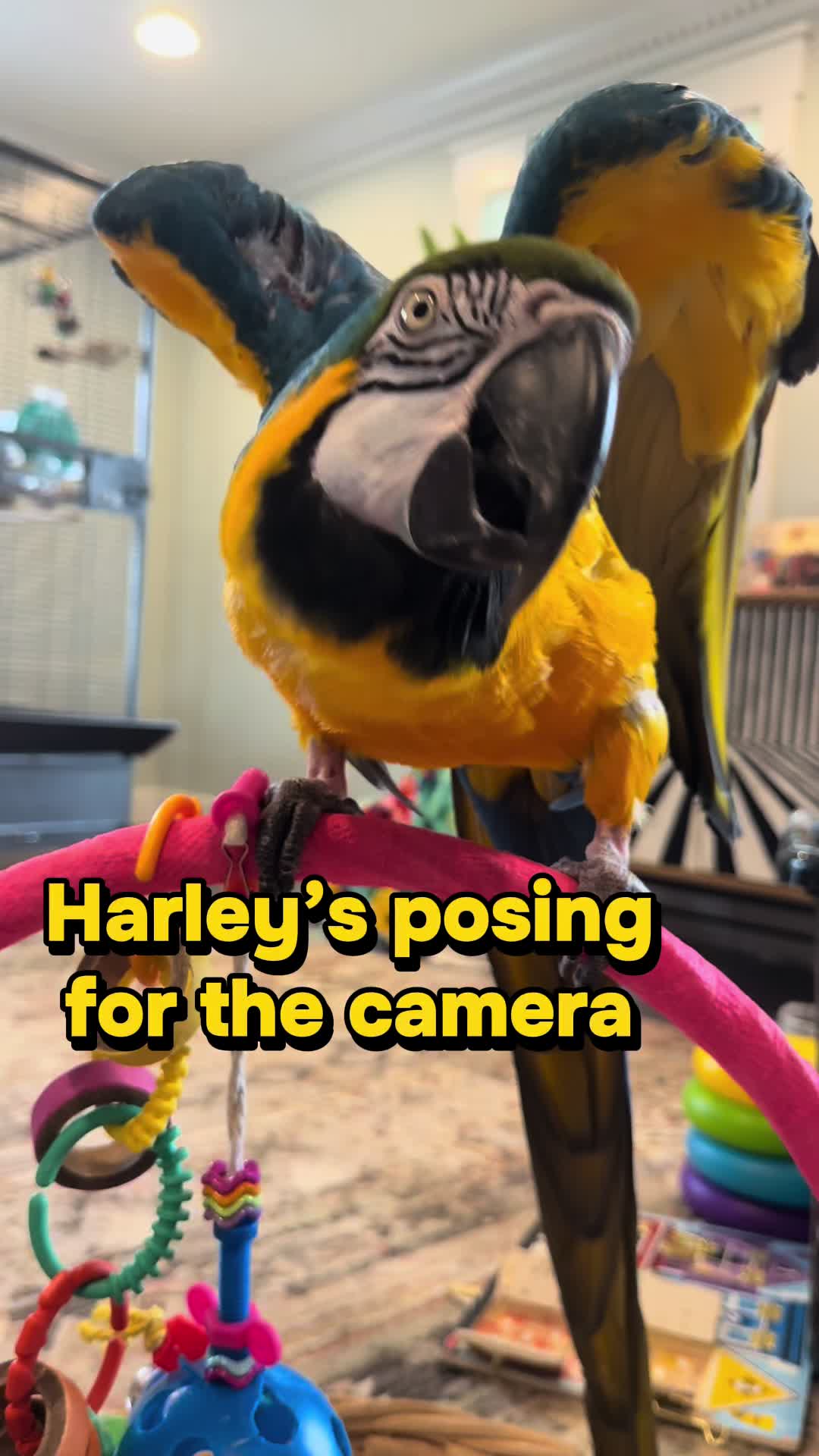 @Harley D